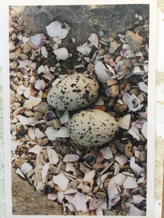 The Speckled Egg, 4 Promenade Rd, Lakeside, Cape Town Eksteriør bilde